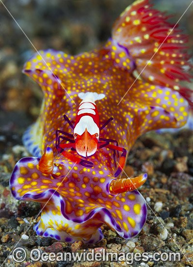 Nudibranch with Shrimp photo