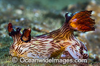 Nudibranch Jorunna rubescens Photo - Gary Bell