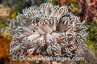Nudibranch Phyllodesmium rudmani Photo - Gary Bell