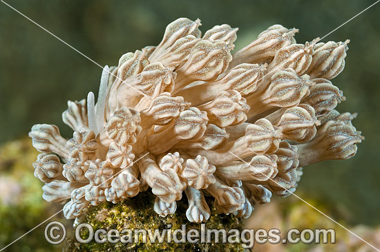 Nudibranch mimics soft coral photo