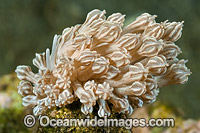 Nudibranch mimics soft coral Photo - Gary Bell