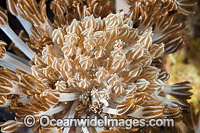 Nudibranch Phyllodesmium rudmani Photo - Gary Bell