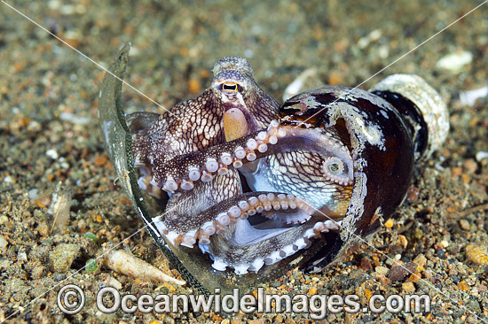 Veined Octopus (Octopus marginatus), hiding in a discarded bottle and using a piece of glass as a door. Also known as Coconut Octopus. Found throughout the Indo-West Pacific. Photo taken off Anilao, Philippines. Within the Coral Triangle. Photo - Gary Bell Veined Octopus (Octopus marginatus), hiding in a discarded bottle and using a piece of glass as a door. Also known as Coconut Octopus. Found throughout the Indo-West Pacific. Photo taken off Anilao, Philippines. Within the Coral Triangle. Photo - Gary Bell