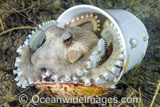 Veined Octopus hiding in tea cup photo