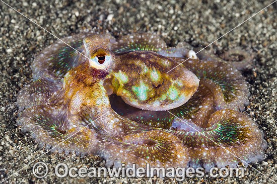 Veined Octopus (Octopus marginatus). Also known as Coconut Octopus. Often sighted hiding in discarded coconut shells. Found throughout the Indo-West Pacific. Photo taken off Anilao, Philippines. Within the Coral Triangle. Photo - Gary Bell