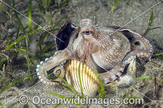 Veined Octopus (Octopus marginatus), hiding in a shell and using a scallop shell as a door. Also known as Coconut Octopus. Found throughout the Indo-West Pacific. Photo taken off Anilao, Philippines. Within the Coral Triangle. Photo - Gary Bell