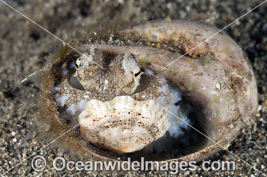 Veined Octopus hiding in shell photo