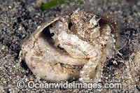 Veined Octopus hiding in shell Photo - Gary Bell