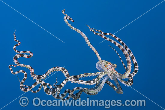 Mimic Octopus swimming photo