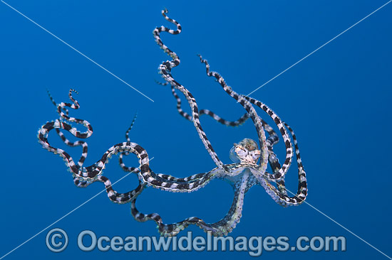 Mimic Octopus swimming photo