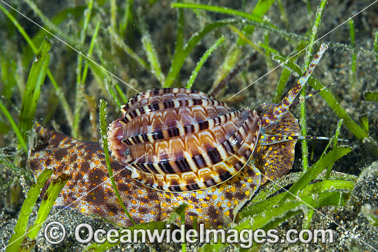 Harp Shell photo