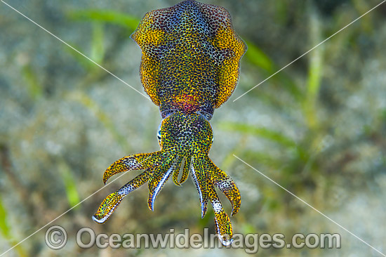 Bigfin Reef Squid Sepioteuthis lessoniana photo