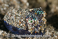 Bobtail Squid Euprymna berryi Photo - Gary Bell