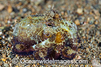 Dumpling Squid Euprymna berryi Photo - Gary Bell