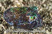 Bobtail Squid Euprymna berryi Photo - Gary Bell