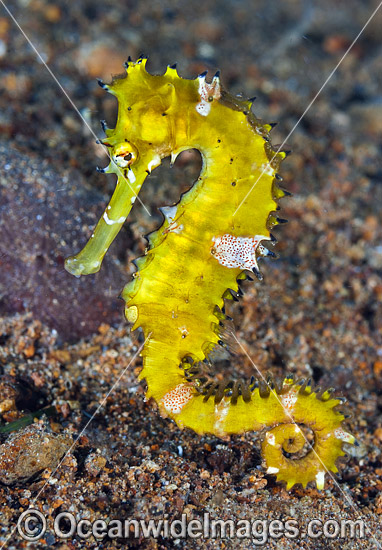 Thorny Seahorse photo