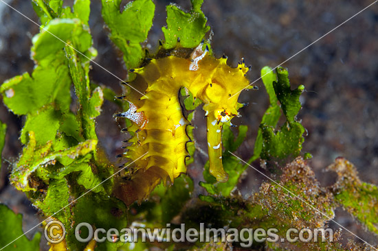 Thorny Seahorse (Hippocampus histrix). Found throughout tropical West Pacific, southern Japan to the Coral Sea, including Great Barrier Reef, Australia. Photo - Gary Bell Thorny Seahorse (Hippocampus histrix). Found throughout tropical West Pacific, southern Japan to the Coral Sea, including Great Barrier Reef, Australia. Photo - Gary Bell