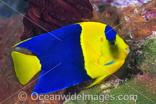 Bicolor Angelfish Centropyge bicolor photo