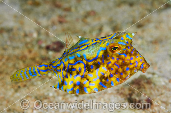 Thorn-back Cowfish Lactoria fornasini photo