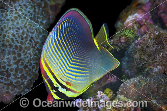 Pacific Triangular Butterflyfish (Chaetodon triangulum). Found throughout the Indo-West Pacific, including the Great Barrier Reef, Australia. Photo taken off Anilao, Philippines. Within the Coral Triangle. Photo - Gary Bell