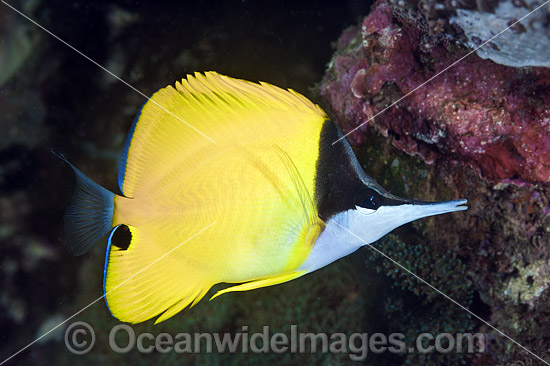 Long-nose Butterflyfish photo