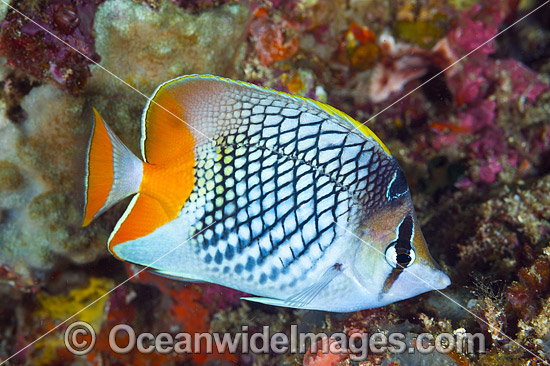 Cross-hatch Butterflyfish photo