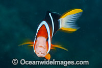 Clark's Anemonefish Photo - Gary Bell