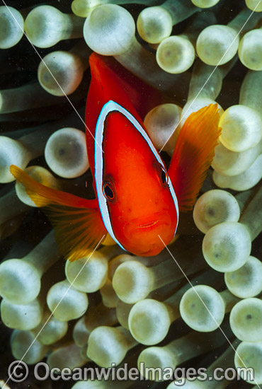 Spine-cheek Anemonefish (Premnas biaculeatus). Found in association with large sea anemones throughout West Pacific, ranging to Andaman Sea, including Great Barrier Reef and Coral Triangle. Photo - Gary Bell