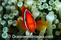 Spine-cheek Anemonefish Premnas biaculeatus Photo - Gary Bell