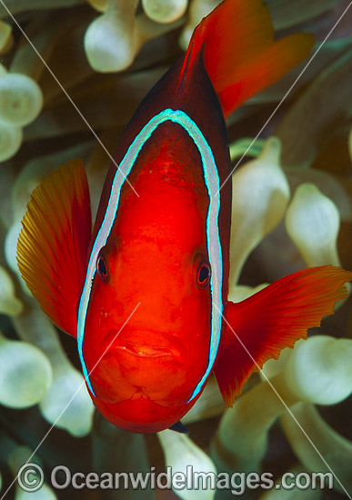 Spine-cheek Anemonefish photo