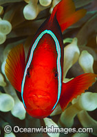 Spine-cheek Anemonefish Photo - Gary Bell