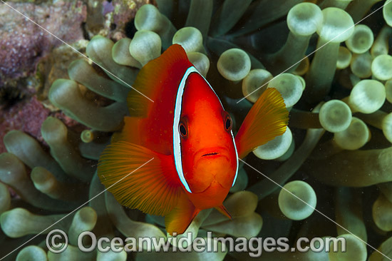 Spine-cheek Anemonefish Premnas biaculeatus photo