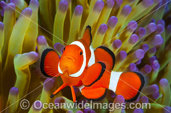 Western Clownfish photo Western Clownfish photo