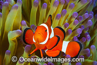 Western Clownfish Photo - Gary Bell