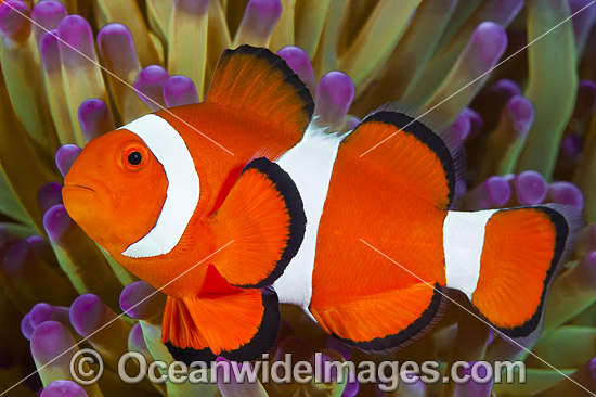 Western Clownfish photo Western Clownfish photo