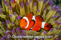 Western Clownfish Photo - Gary Bell