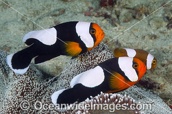 Panda Clownfish adult with eggs photo Panda Clownfish adult with eggs photo