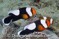 Panda Clownfish adult with eggs Photo - Gary Bell