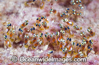 Panda Clownfish egg cluster Photo - Gary Bell
