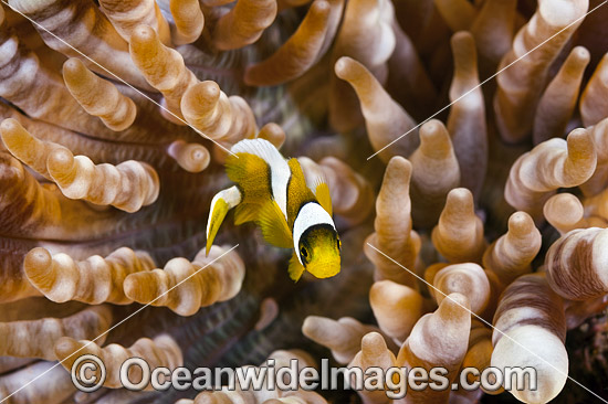 Clark's Anemonefish juvenile photo Clark's Anemonefish juvenile photo