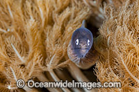 White-eyed Moray Eels Photo - Gary Bell