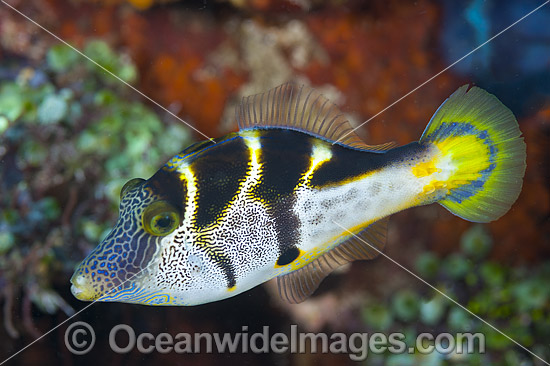 Mimic Filefish photo