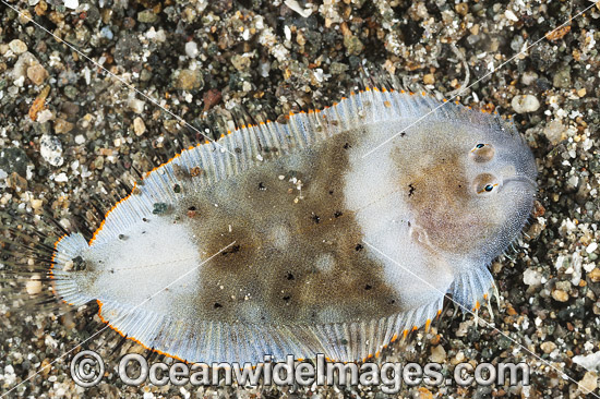 White Mini-sole juvenile photo