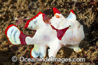 Clown Frogfish Antennarius maculatus Photo - Gary Bell