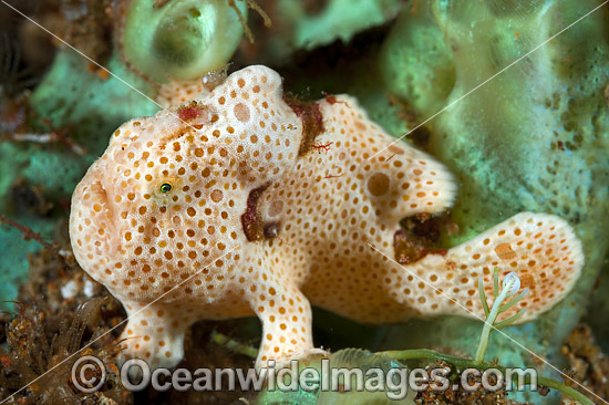 Painted Frogfish Antennarius pictus photo
