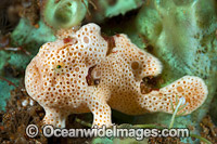 Painted Frogfish Antennarius pictus Photo - Gary Bell