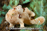 Painted Frogfish Antennarius pictus Photo - Gary Bell