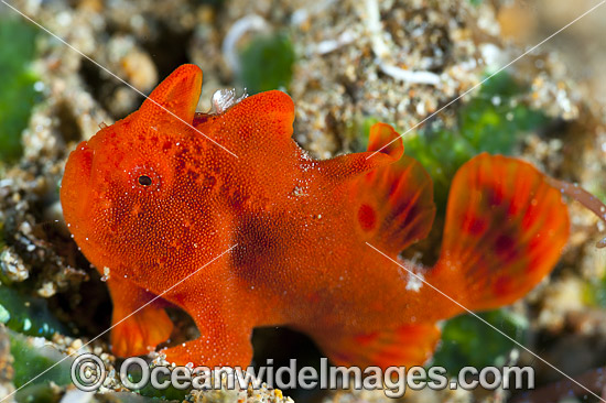 Frogfish Coral Triangle photo