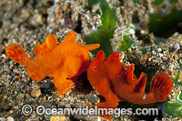 Frogfish Antennarius sp. Photo - Gary Bell