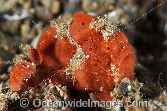 Giant Frogfish Coral Triangle photo
